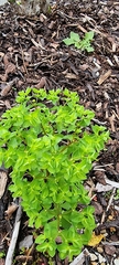Euphorbia peplus