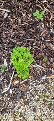 Euphorbia peplus