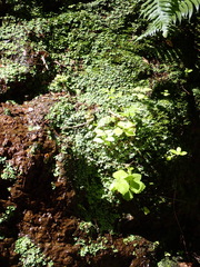 Plagiochasma rupestre