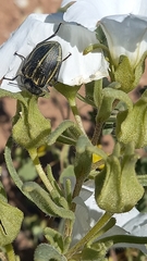 Geoborus rugipennis