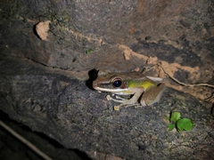 Chalcorana raniceps