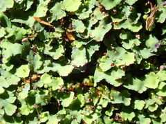 Plagiochasma rupestre