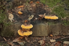 Gloeophyllum odoratum