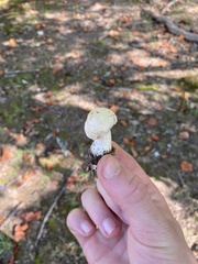 Hygrophorus chrysodon