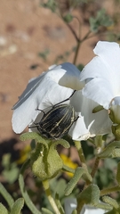 Geoborus rugipennis