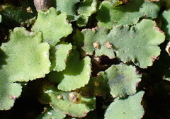 Plagiochasma rupestre