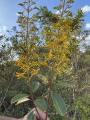 Vochysia emarginata