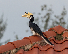 Anthracoceros albirostris