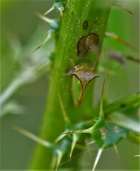 Stictocephala basalis