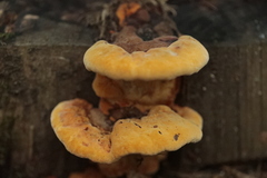 Gloeophyllum odoratum