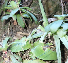 Holothrix parviflora