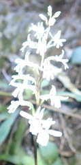 Holothrix parviflora