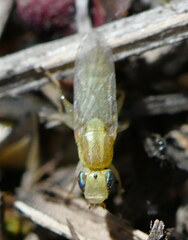 Meromyza