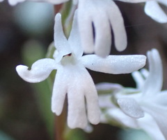Holothrix parviflora