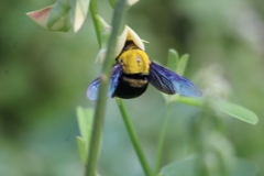 Xylocopa ruficornis