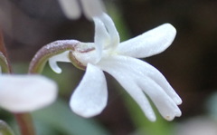 Holothrix parviflora