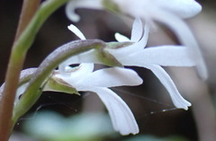 Holothrix parviflora