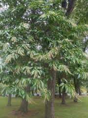 Oxydendrum arboreum