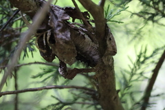 Thyridopteryx ephemeraeformis