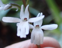 Holothrix parviflora