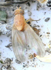 Chyromyidae