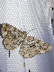 Peribatodes secundaria