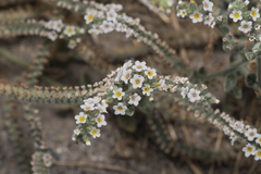 Heliotropium hirsutissimum