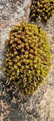 Ptychomitrium polyphyllum