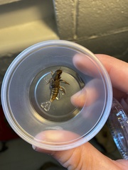 Platydracus maculosus