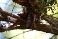 Thyridopteryx ephemeraeformis