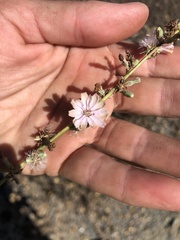 Stephanomeria diegensis
