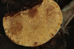 Gloeophyllum odoratum