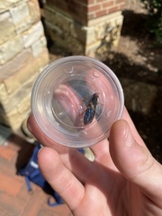 Platydracus maculosus