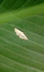 Scopula minorata