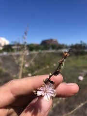 Stephanomeria diegensis