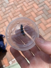 Platydracus maculosus