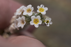 Heliotropium hirsutissimum