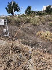 Stephanomeria diegensis