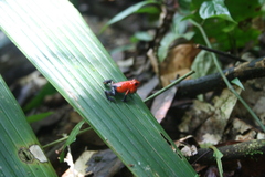 Oophaga pumilio