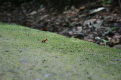 Oophaga pumilio