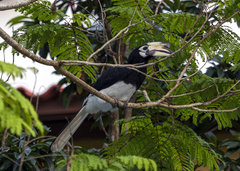 Anthracoceros albirostris