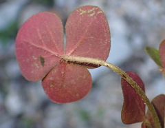 Oxalis algoensis