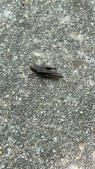 Tettigidea
