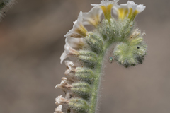 Heliotropium hirsutissimum