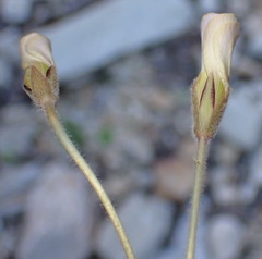Oxalis algoensis
