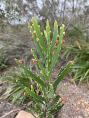 Phyllanthus klotzschianus