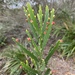 Phyllanthus klotzschianus - Photo (c) Geovane Siqueira,  זכויות יוצרים חלקיות (CC BY-NC), הועלה על ידי Geovane Siqueira