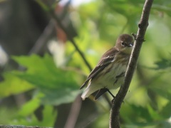 Setophaga coronata coronata