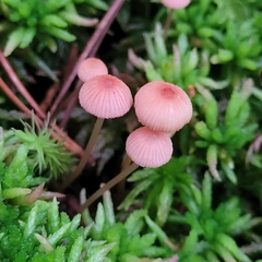 Mycena rosella