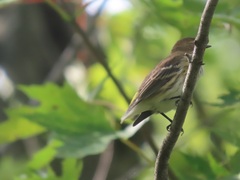 Setophaga coronata coronata